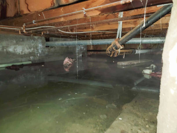 Best Basement water damage restoration  in North Key Largo, FL